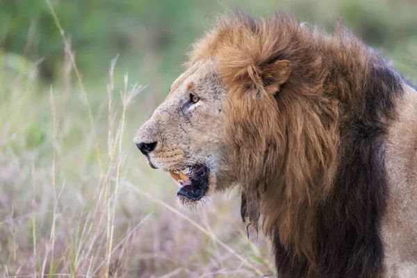 Masai Mara Dominant Erkek Aslan Doğrudan Yan Görünümlü Aslan Ile — Stok fotoğraf