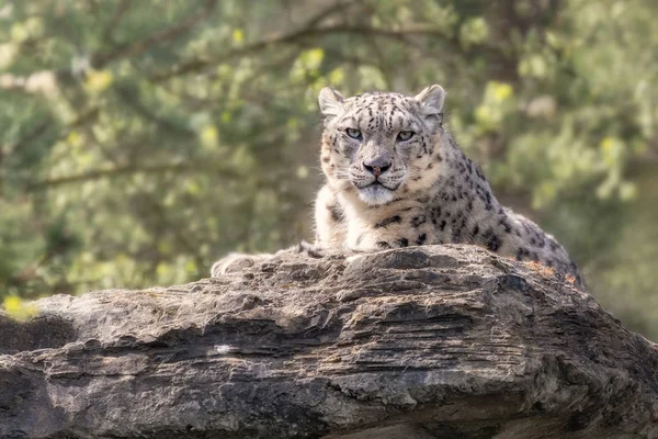 Adult Snow Leopard Rust Rotsachtige Richel Zachte Gouden Zonneschijn Ruimte — Stockfoto