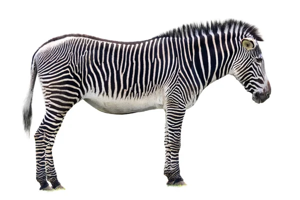 Grevys Zebra Isolado Backgorund Branco Esta Maior Das Espécies Zebra — Fotografia de Stock