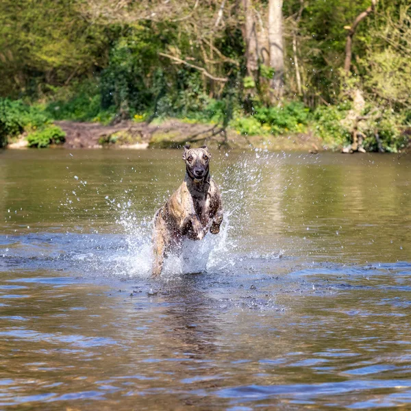 英国の田舎の川で遊んでいる若い盲人の鞭 — ストック写真