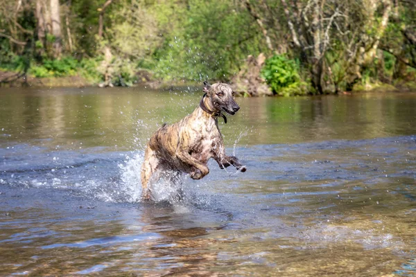 Young Brindled Whippet Has Fun Playing River English Countryside — Stock Photo, Image