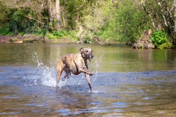 Young Brindled Whippet Has Fun Playing River English Countryside — Stock Photo, Image