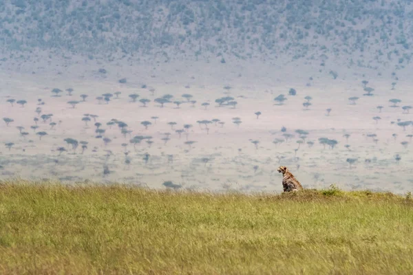 Gepard w trawie Masai Mara — Zdjęcie stockowe