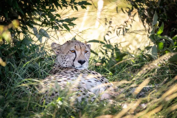 Guepardo Adulto Acinonyx Jubatus Toma Sombra Del Calor Del Día — Foto de Stock