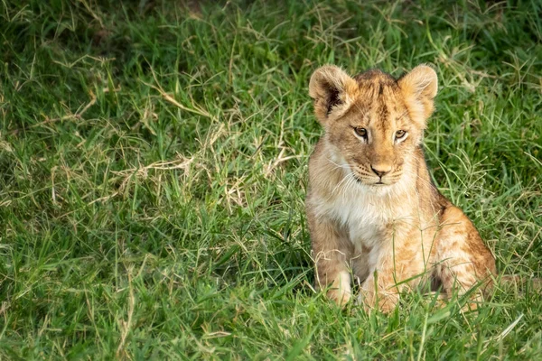 Cute Lew Cub Panthera Leo Siedzi Zielonej Trawie Masai Mara — Zdjęcie stockowe