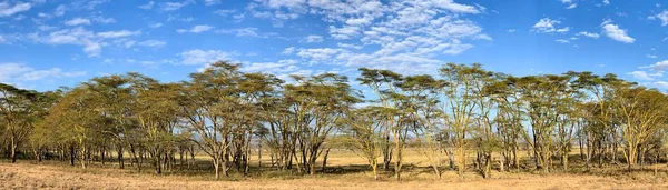 Panorama Drzew Gorączki Vachellia Xanthophloea Parku Narodowym Lake Nakuru Drzewa — Zdjęcie stockowe