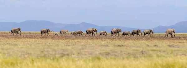 코끼리 무리가 킬리만자로 산기슭을 암보셀리 Amboseli 평원을 통과합니다 시프트 효과가 — 스톡 사진