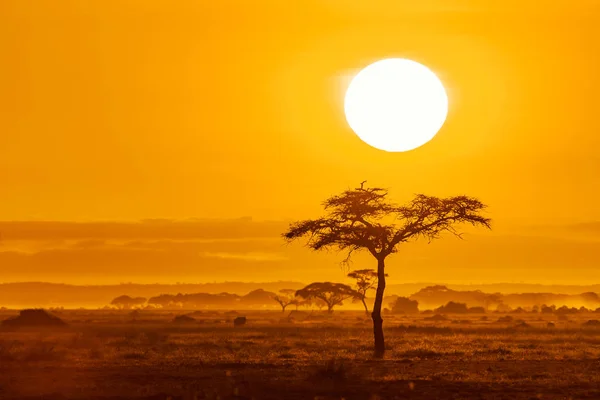 Сонце Піднімається Над Деревами Акації Національного Парку Амбоселі Кенія Золотий — стокове фото