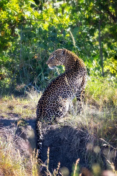 Mooie Volwassen Luipaard Panthera Pardus Zonovergoten Ondergroei Marsai Mara Kenia — Stockfoto