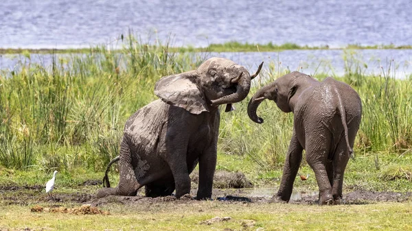 在肯尼亚安博塞利国家公园的沼泽中 Elephents沐浴和玩耍 — 图库照片