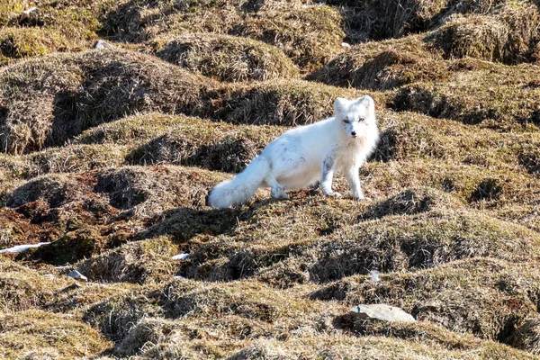 Adult Arctic Fox Vulpes Lagopus Mountian Side Prins Karls Forland — Φωτογραφία Αρχείου