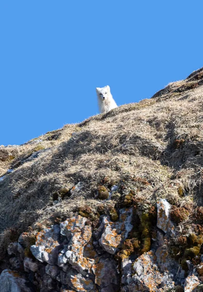 Adult Arctic Fox Vulpes Lagopus Winter Coat Looks Mountainside Prins — Stock Photo, Image
