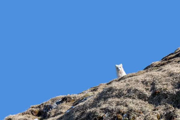 Ενήλικη Αρκτική Αλεπού Βούλες Λαγόπους Χειμωνιάτικο Παλτό Κοιτάζει Προς Κάτω — Φωτογραφία Αρχείου