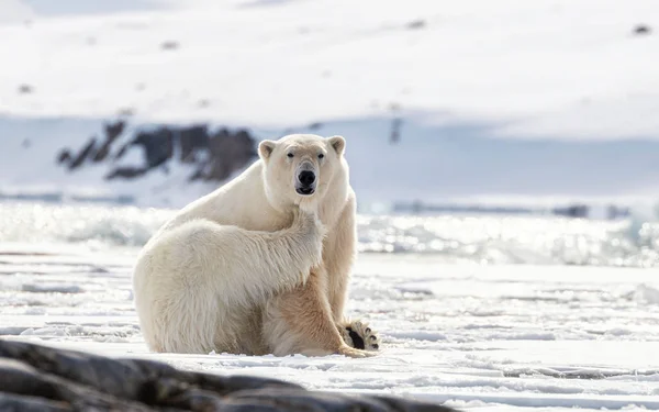 Dorosły Mężczyzna Niedźwiedź Polarny Scrathes Swędzenie Skraju Szybkiego Lodu Svalbard — Zdjęcie stockowe