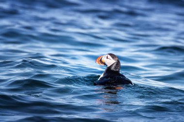Atlantic puffin bobbing on the cold waters off the coast of Svalbard, a Norwegian archipelago between Norway and the Noth Pole. This bird is also known as the sea parrot or sea clown. clipart