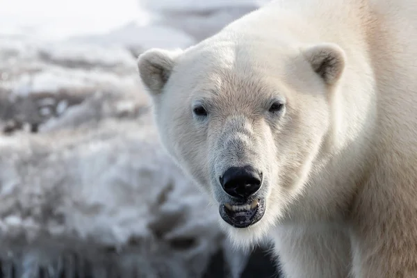 Primo Piano Maschio Adulto Polare Nelle Svalbard Arcipelago Norvegese Tra — Foto Stock