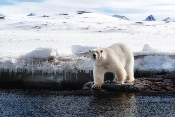 Dorosły Mężczyzna Niedźwiedź Polarny Stoi Skraju Szybkiego Lodu Svalbard Norweski — Zdjęcie stockowe