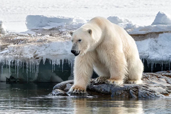 成年雄性北极熊坐在斯瓦尔巴群岛的快速冰的边缘 斯瓦尔巴群岛是挪威大陆和北极之间的挪威群岛 — 图库照片