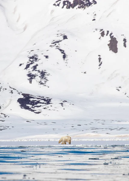 Полярний Ведмідь Ходить Тлі Снігових Гір Уздовж Краю Посту Йоіодібукта — стокове фото