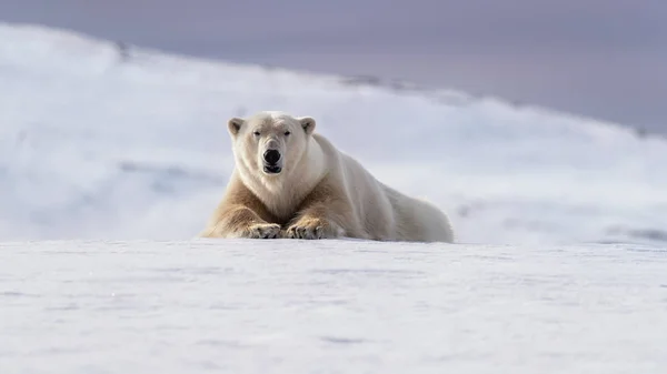 Adult Male Polar Bear Resting Snow Ice Svalbard Norwegian Archipelago — Stock Photo, Image