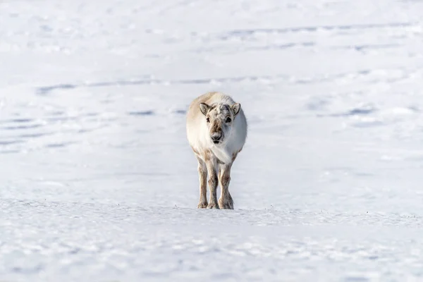 ノルウェー本土と北極の間のノルウェーの群島スヴァールバルの雪の上に若い女性のトナカイ トナカイは世界中のクリスマスに関連しています — ストック写真