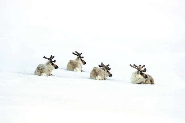 ノルウェー本土とノスポールの間のノレウェジア諸島の雪の中で休んでいる4人の若い雄トナカイ トナカイはクリスマスに広く関連している — ストック写真