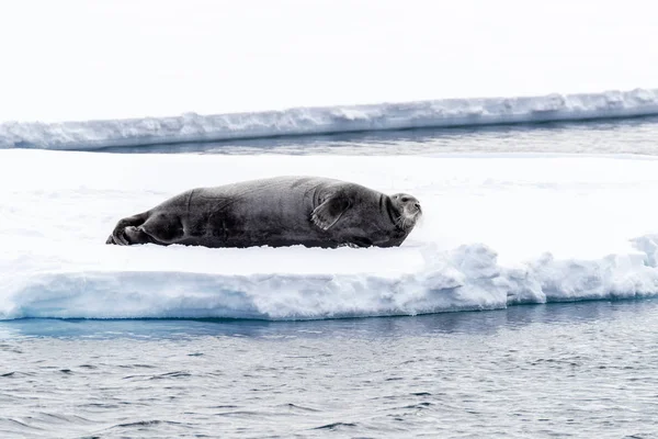 Foca Barbuda Adulta Reclina Témpano Hielo Svalbard Archipiélago Noruego Entre — Foto de Stock