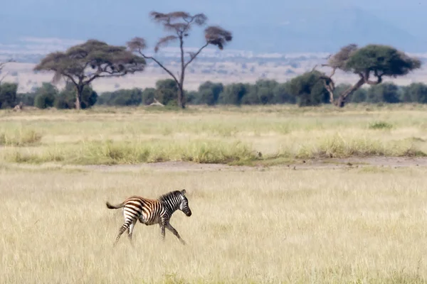 Jovem Zebra Potro Atravessa Grama Longa Parque Nacional Amboseli Quênia — Fotografia de Stock
