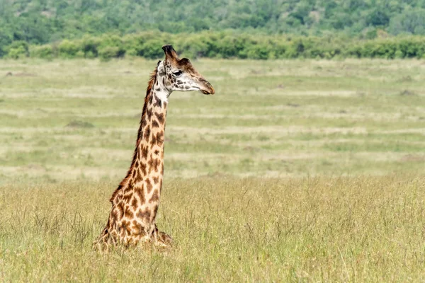 Masai Giraffe Resting Long Grass Masai Mara Kenya — Stock Photo, Image