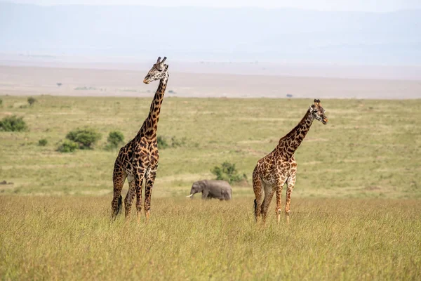 Two Giraffes Elephant Long Grass Masai Mara Kenya — Stock Photo, Image