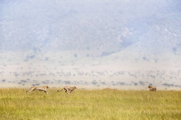 Három Gepárd Fut Masai Mara Kenya Gepárd Van Leggyorsabb Föld — Stock Fotó