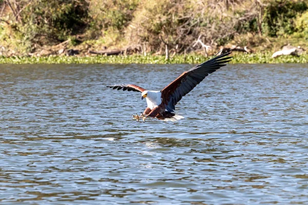 Fischadler Haliaeetus Vozifer Begriff Einen Fisch Von Der Oberfläche Des — Stockfoto