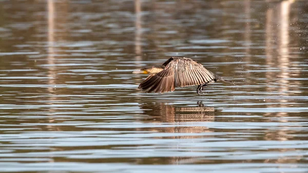 Junge Kormorane Phalacrocorax Carbo Tiefflug Über Der Oberfläche Des Naivasha — Stockfoto