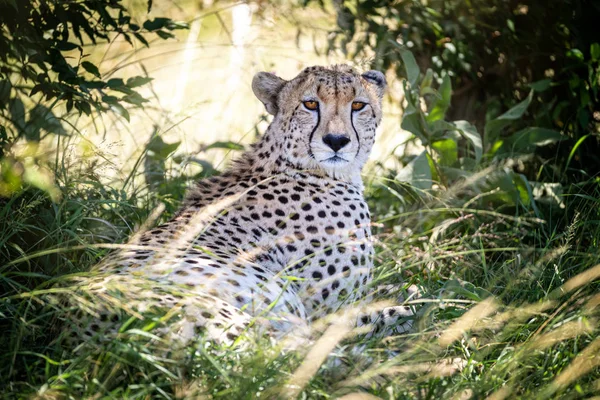 Volwassen Cheetah Acinonyx Jubatus Neemt Schaduw Van Hitte Van Dag — Stockfoto