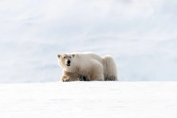 Dorosły Mężczyzna Niedźwiedzia Polarnego Spoczywających Śniegu Lodzie Svalbard Norweskiego Archipelagu — Zdjęcie stockowe