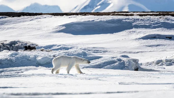Молодий Дорослий Жіночий Білий Ведмідь Прогулянки Снігу Льоду Шпіцберген Норвезький — стокове фото