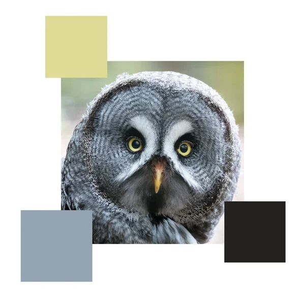 Closeup Face Great Grey Owl Set Colour Swatches Space Text — Stock Photo, Image