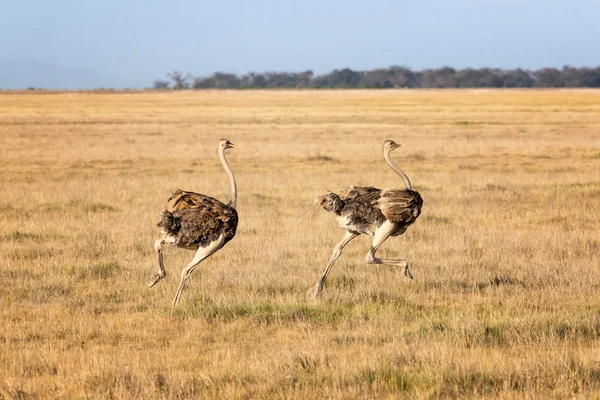 Dos Hembras Avestruz Corriendo Por Las Llanuras Abiertas Del Parque —  Fotos de Stock