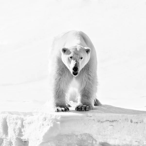 Vista Frontal Urso Polar High Key Retrato Preto Branco Grande — Fotografia de Stock