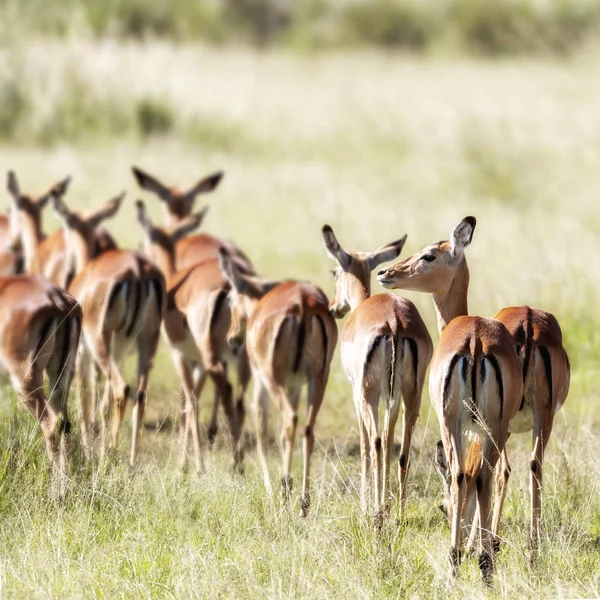 Harem Kvindelige Spidser Det Lange Græs Masai Mara Kenya Selektivt - Stock-foto