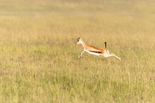 Thomsons Gazelle Salta Hierba Larga Del Masai Mara Kenia Esta —  Fotos de Stock