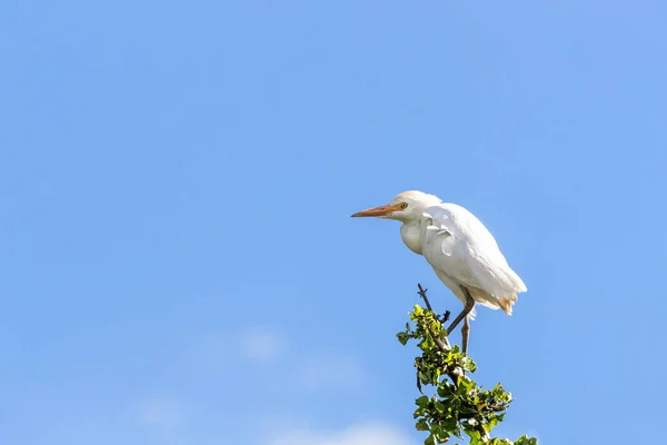 Gado Adulto Não Reprodutor Egret Que Pode Ser Identificado Devido — Fotografia de Stock