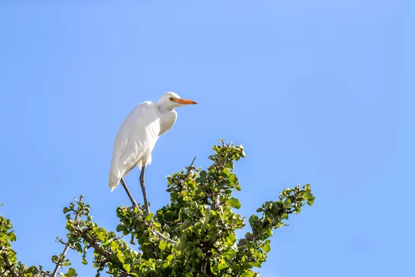 Non Breeding Adult Cattle Egret Which Can Identified Due Almost — Stock Photo, Image