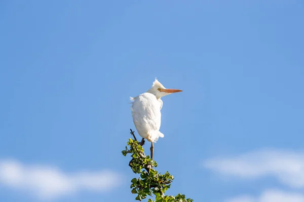 非繁殖的成年牛埃格雷特 由于几乎所有白色的羽毛 栖息在肯尼亚马赛马拉的一个分支上 可以识别 蓝天背景 — 图库照片