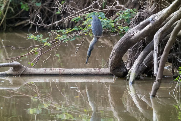 Garza Negra Pescando Arroyo Masai Mara Kenia Estas Aves Lanzan — Foto de Stock