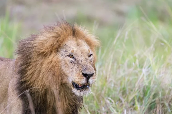 Masai Mara Kenya Nın Uzun Otlarında Yetişkin Bir Erkek Aslan — Stok fotoğraf