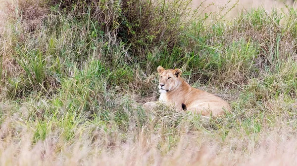 Lwica Odpoczynku Długiej Trawie Masai Mara Kenia — Zdjęcie stockowe