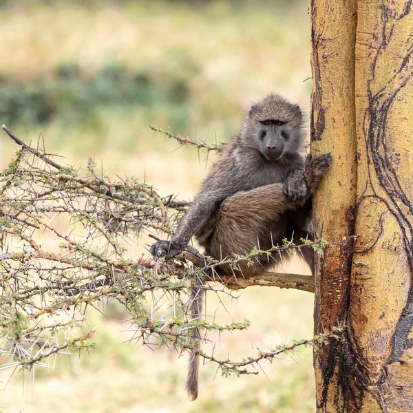 Olive Pávián Papio Anubis Ágak Láz Nakuru Nemzeti Park Kenya — Stock Fotó
