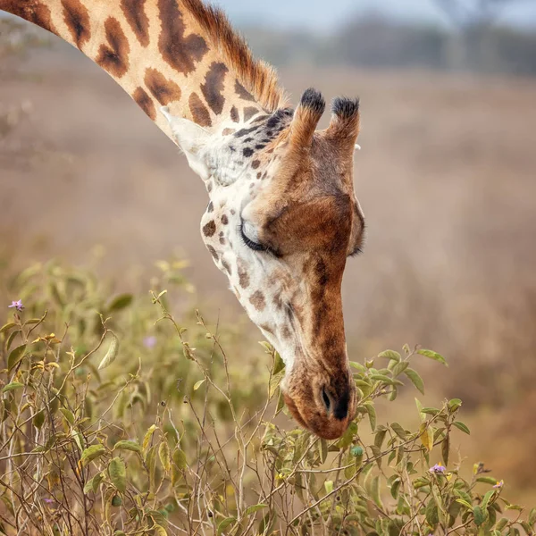 Rothschilds Girafa Giraffa Camelopardalis Rothschildi Pastando Folhas Flores Parque Nacional — Fotografia de Stock