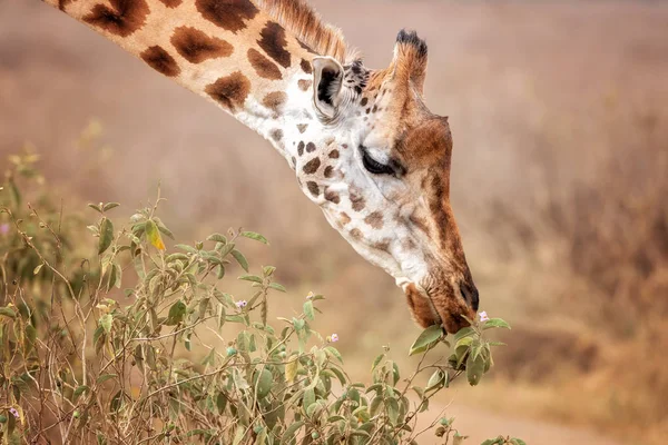 Żyrafa Rothschildów Giraffa Camelopardalis Rothschildi Wypas Liście Kwiaty Lake Nakuru — Zdjęcie stockowe